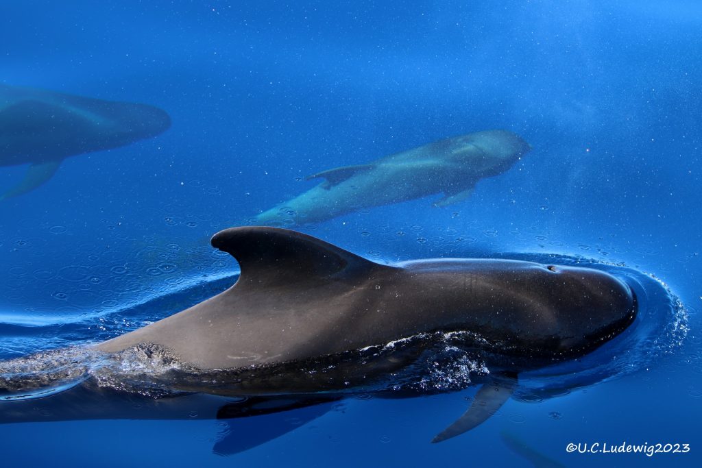 Avistamiento de cetáceos en aguas de La Gomera