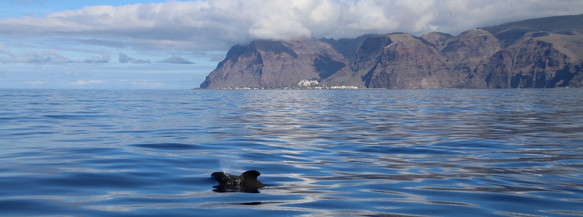 Avistamiento de cetáceos en aguas de La Gomera